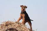 WELSH TERRIER 089